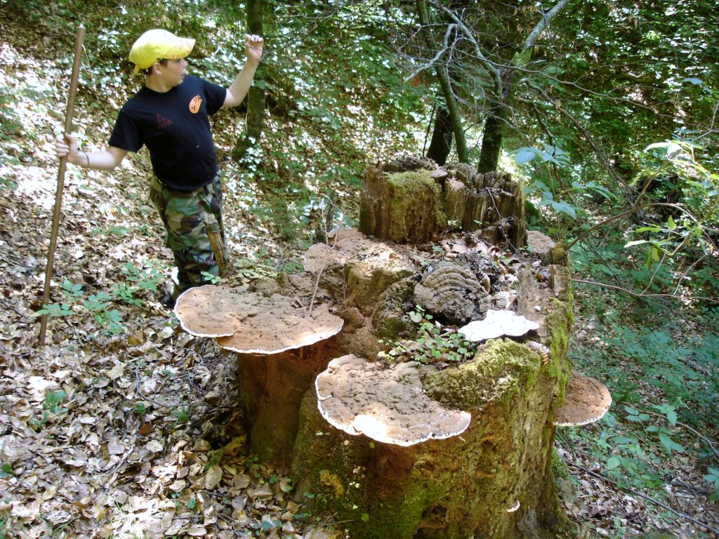 Ganoderma lipsiense? (Ganoderma sp.)